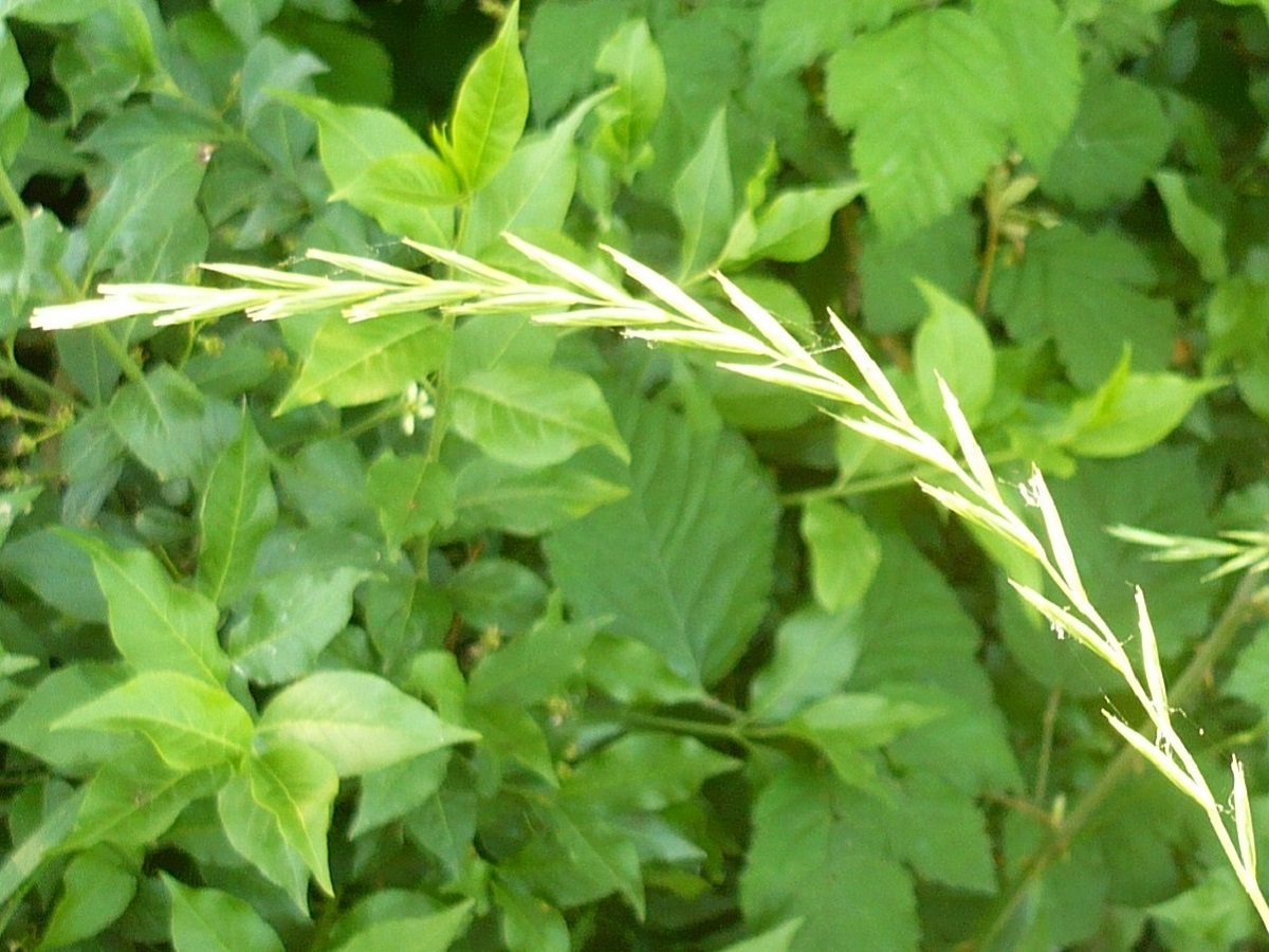 Elytrigia repens subsp. repens (Poaceae)